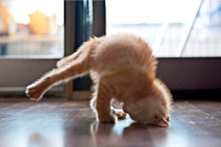 For purrfect results, always warm up with some yoga.