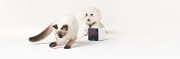 Petcube-Interactive-Wi-Fi-Pet-Camera-0-2